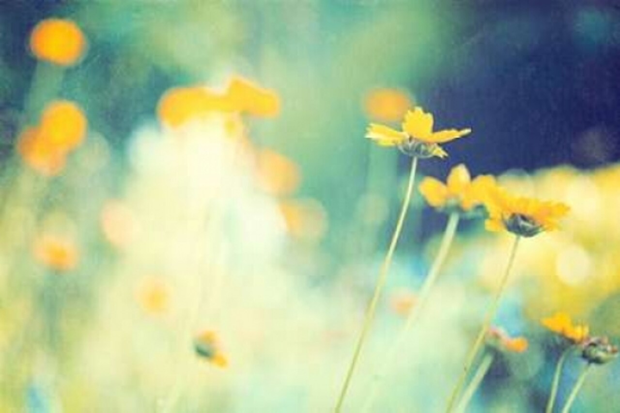 In the Meadow Poster Print by Carolyn Cochrane - Item # VARPDXC926D